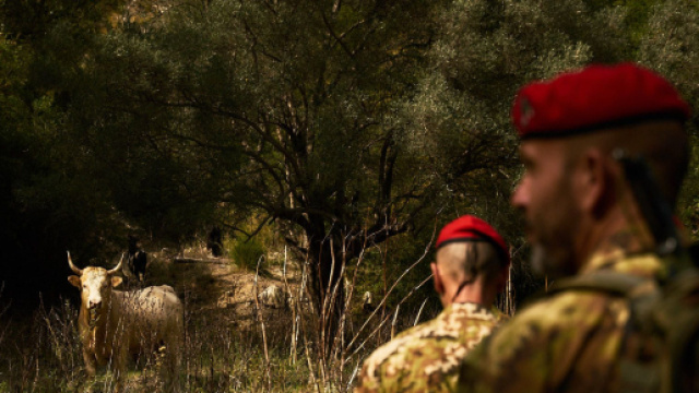 Desio, corpo in un campo: un uomo ha fermato i carabinieri: 'Vi porto a vedere un morto'.
