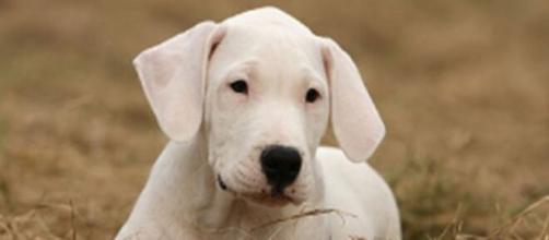Un nuevo marco legal para la tenencia de perros entró en vigencia en el país esta semana (Pixabay)