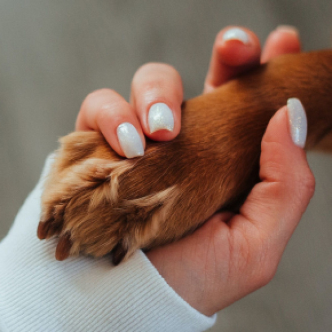 Petisco envenenado já matou mais de 50 cachorros em todo o Brasil; empresa fará recall de seus produtos.