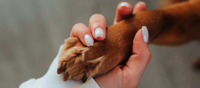 Contaminação de petisco para cães faz empresa anunciar recall do produto