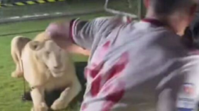 Coupe du monde au Qatar : Une séance photo entre un footballeur et un lion dérape (capture YouTube)