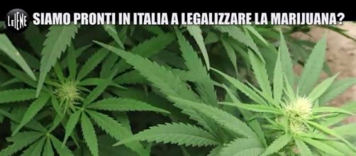 Le Iene parlano della legalizzazione della cannabis e Ornella Muti si schiera a favore.