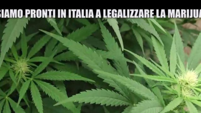 Le Iene parlano della legalizzazione della cannabis e Ornella Muti si schiera a favore.