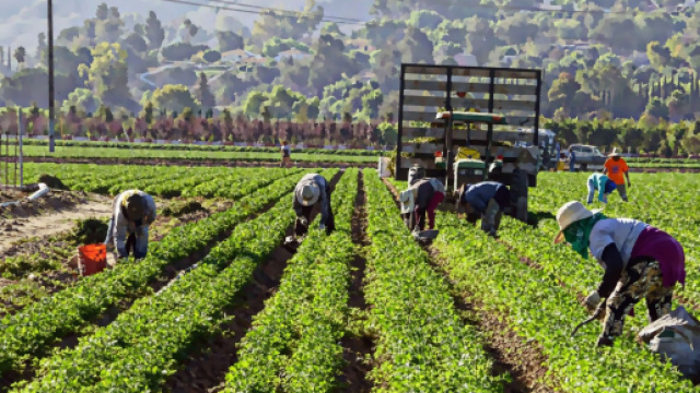Dichiarazione di calamità per i lavoratori agricoli.