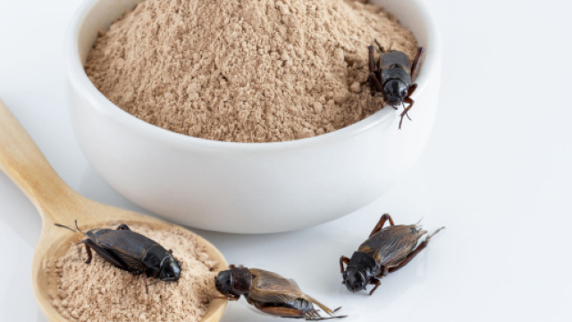 Dal 24 gennaio via libera dell'UE alla vendita della farina di grillo.