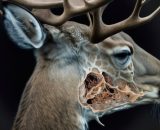 Un cervo colpito da CWD in un’immagine generata da Midjourney.