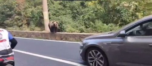 Transilvania: ciclisti incontrano un orso sul loro percorso.