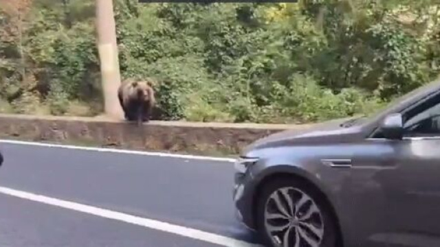 Transilvania: ciclisti incontrano un orso sul loro percorso.