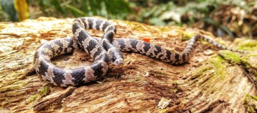 Papa-lesma ou dormideira: a primeira serpente da América Latina a 'cantar', segundo pesquisadores (Reprodução/Portal Guia Animal)