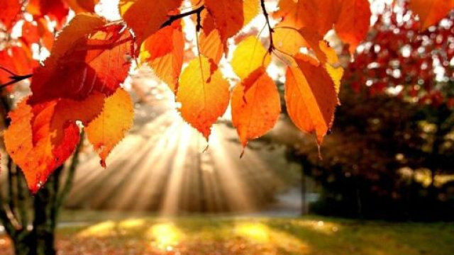 L'oroscopo della settimana dal 20 al 26/11: novit&agrave; lavorative per il Toro