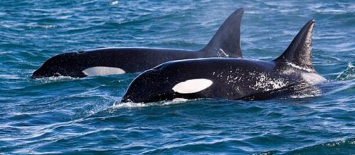 Las orcas golpearon la embarcación durante unos 40 minutos (WikimediaCommons)