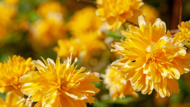 Oroscopo settimanale e posizioni 13-19 novembre, fortuna: Acquario al top.