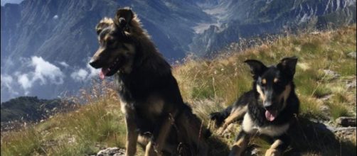 Argo e Fiamma, i cani del rifugio Lago Verde uccisi a fucilate.