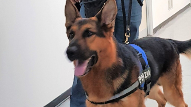 Controllo antidroga a scuola con unit&agrave; cinofile della Polizia.