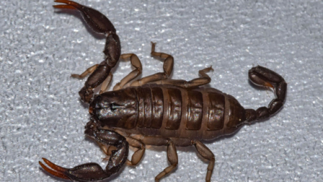 Scorpione, oroscopo del giorno di Natale