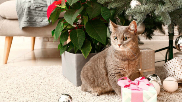7 plantes de Noël toxiques pour mon animal - Sreenshot @Assur O'Poil.fr
