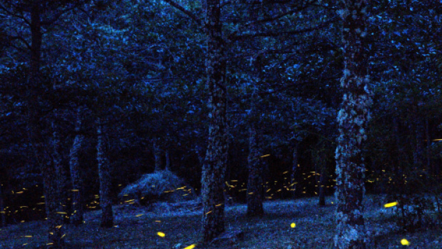 Previsioni astrologiche del 10 dicembre: Gemelli fantasiosi.