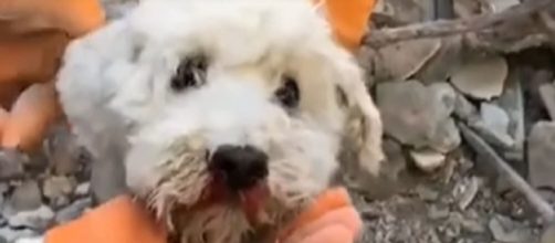 Terremoto in Turchia: cane salvato vivo sotto le macerie (VIDEO).
