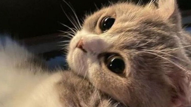 Les chats ont leurs habitudes, il est nécessaire de les comprendre. (capture Twitter @cat_auras)