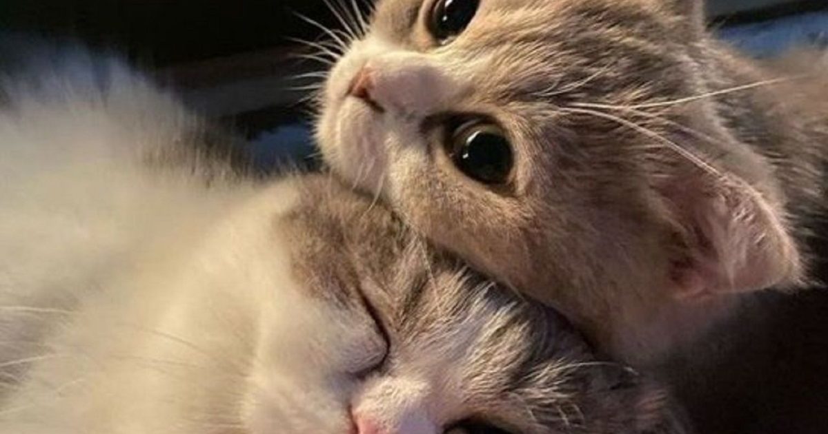 Si votre chat gratte à la porte ou à la fenêtre, ce n’est pas pour vous embêter