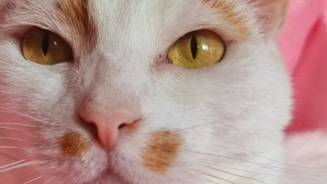 Les chats voient les humains comme leurs parents ( capture Facebook ©Plume Family)
