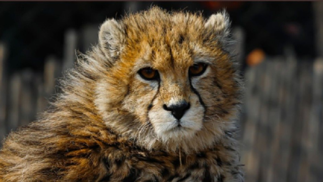 Pirouz, le bébé guépard qui était une fierté en Iran est mort (Screenshoot Twitter @CCF Cheetah)