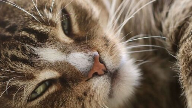 Si votre chat a des cro&ucirc;tes sous le menton, cela peut &ecirc;tre de l'acn&eacute;. (capture Pixabay &copy;Pixabay)