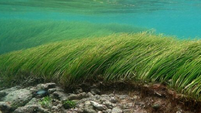 Un herbier marin sur l'île de la Réunion - wikimedia.org/Philippe Bourjon