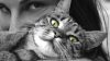 Trois signes qui vous permettront de savoir si votre chat est heureux (avec vous)