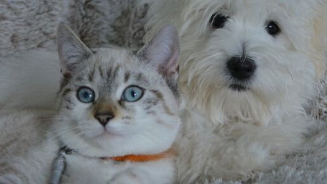 Parler à ses animaux de compagnie est bon pour le moral (capture Pixabay ©Pixabay)