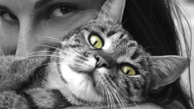 Votre chat est heureux en votre présence et il vous le fait savoir (capture Pixabay ©Pixabay)