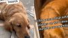 New York, cane mangia una caramella alla cannabis, il proprietario condivide gli effetti su Tiktok