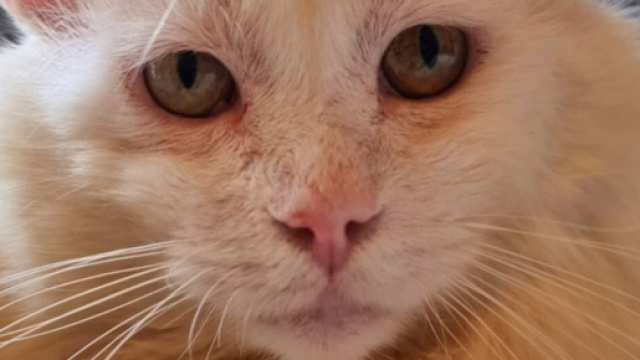 Chats FIV, des amours de félins à adopter sans crainte ( capture Facebook ©Plume Family)