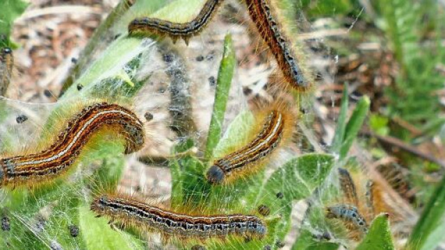 Chenilles processionnaires, ces insectes à ne pas prendre à la légère (Capture Pixabay ©Pixabay)