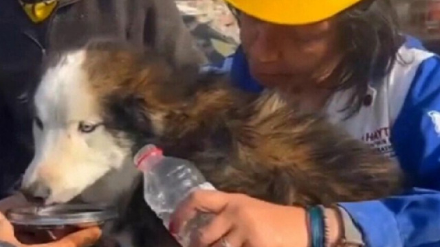 Le chien sorti des décombres en Turquie (Screenshoot Twitter @Le Parisien)