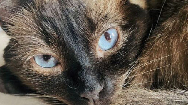 Les infections urinaires chez le chat (capture Facebook @Plume Family)