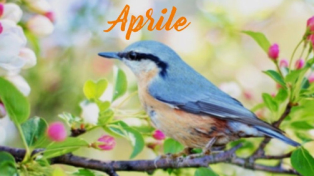 L'oroscopo del mese di aprile: Gemelli attivo e determinato al lavoro, Cancro energico.