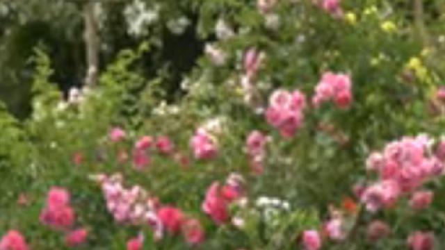 "Le bonheur, dit Ronsard, se cueille comme une jeune rose au printemps." (screenshot YouTube @newsjardintv3157)