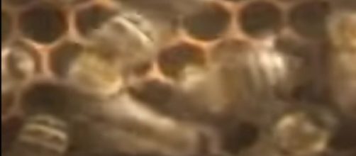 Abeilles dansantes au sein de la ruche (Screenshot YouTube @titzman)