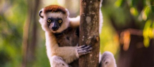 Les sifaka de Verreaux émettent des sons clairs suivant le type de prédateur (wikimedia.org / @Ron Knight)
