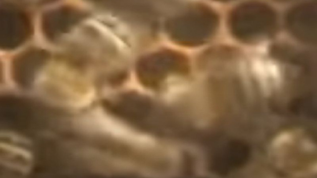 Abeilles dansantes au sein de la ruche (Screenshot YouTube @titzman)