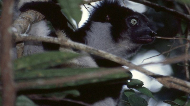 Les indris indris sont des lémuriens musiciens (wikimedia.org/ @Bernard Dupont)