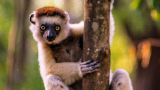 Les sifaka de Verreaux émettent des sons clairs suivant le type de prédateur (wikimedia.org / @Ron Knight)