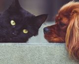 Le dicton s'entendre comme chien et chat n'est pas toujours vrai. ( capture Pixabay ©Pixabay)