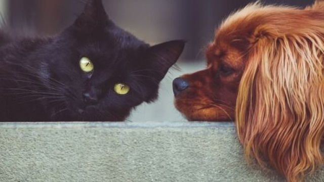 Le dicton s'entendre comme chien et chat n'est pas toujours vrai. ( capture Pixabay ©Pixabay)