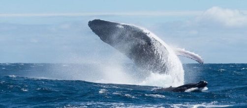 Les baleines à bosse amusent tant par leurs chants que par leurs bonds spectaculaires (wikimedia.org @Jérémie Silvestro)