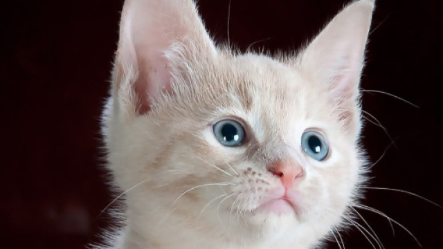 Les chats sont dotés d'une personnalité eux-aussi, il faut donc éviter de les déranger pour rien. ( capture Pixabay ©Pixabay )