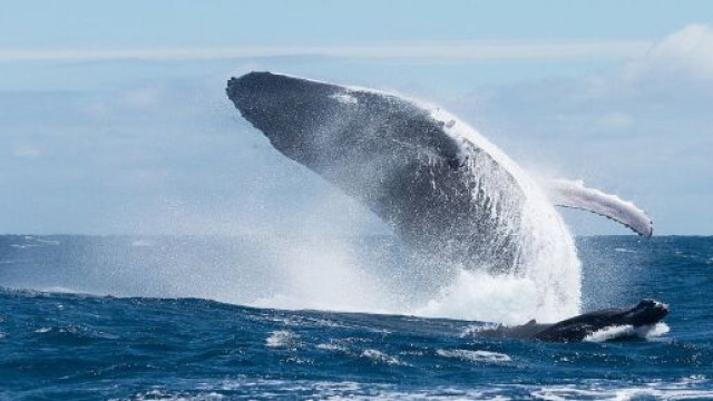 Les baleines à bosse amusent tant par leurs chants que par leurs bonds spectaculaires (wikimedia.org @Jérémie Silvestro)