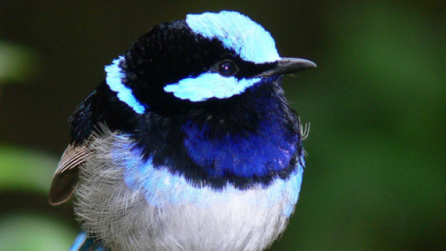 Les mérions superbes se portent assistance mais le degré de parentèle est déterminant (wikimedia.org @Benjamint444)