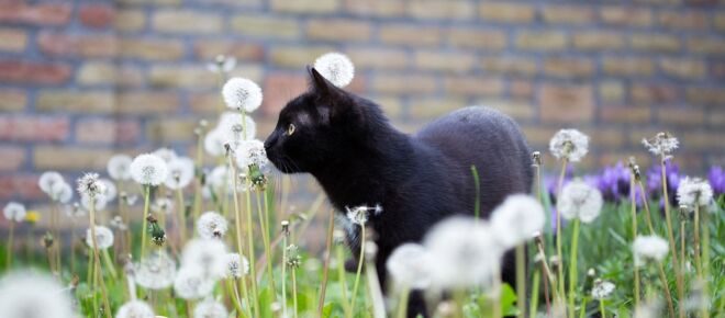 Le printemps est là et les puces arrivent sur votre chat